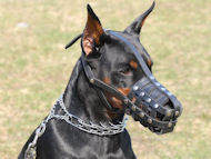 Muselire panier en cuir pour Dobermann