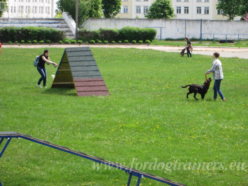 Palissade pour Agility