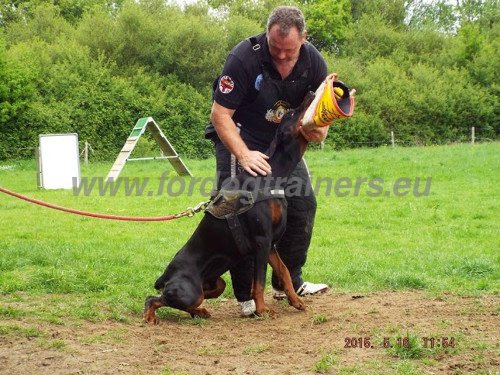 Attack Training Active Dog Rewarded