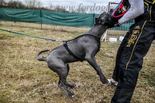 Hundetrainer Aufbau Beikissen