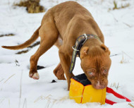 Jouet  mordre pour chien en lin franais