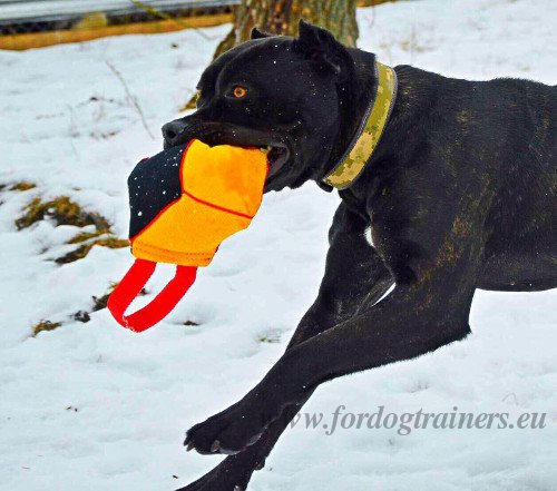 Bandog Bite Training Gear