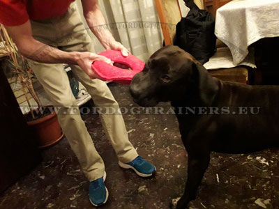 Dog
Training with Tug Toy Picture