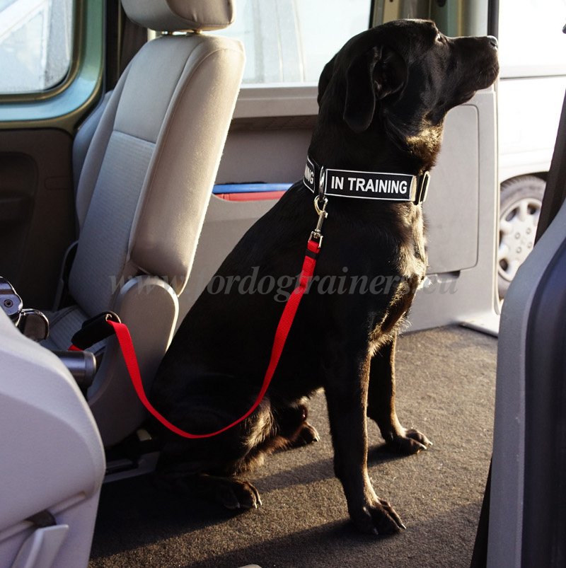 Nylon Leash for Car Dog Security