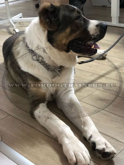 German Chain Collar for Dog HS