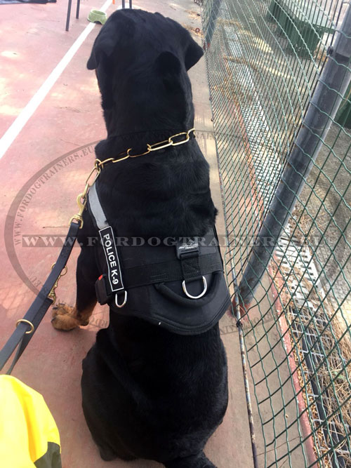 Rottweiler Dog Chain Collar Handmade