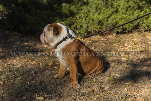 Honden stikken Halsband engele bulldog 