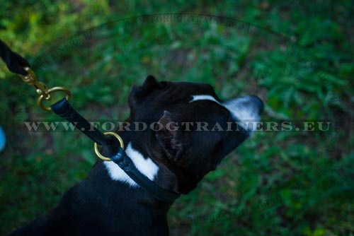 Leather Choking Collar for Amstaff