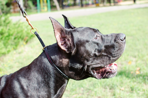 Extra Large Dog Choker