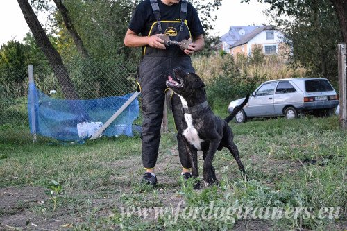 Dog Training Jumsuit