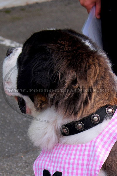 Training Hundehalsband fr Saint-Bernard wasserabweisend