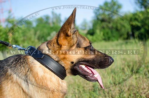 Leather Collar with Felt Padding for GSD