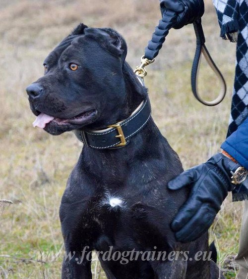 Leather Dog Collar with Handmade Stitching