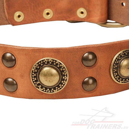 Designer Collar for Big Dog Tan Color