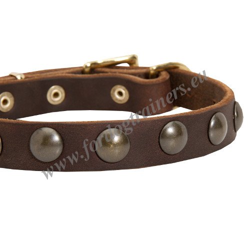 Brown Dog Collar