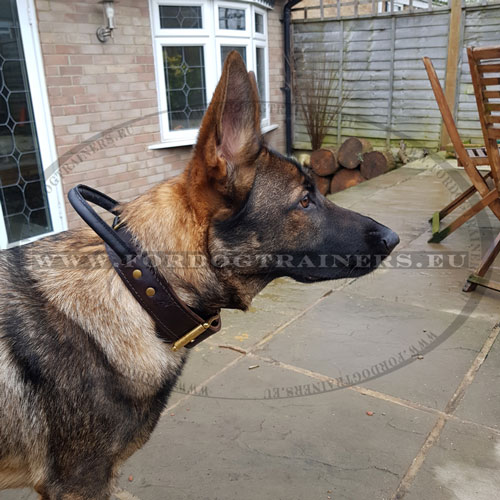 Dog Collar with Built in Handle Genuine Leather