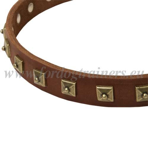 Dog
Collar with Brass Studs