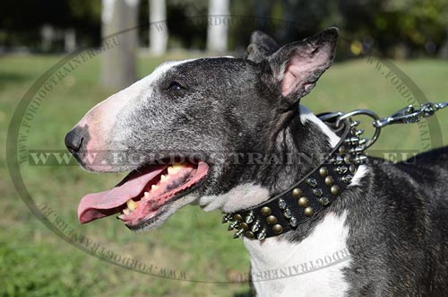 Bull Terrier Spiked Collar