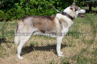 Laika Leather Collar Decorated with Square Studs