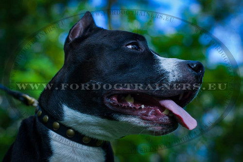 Quality Leather Collar for Staffy