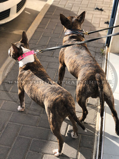 Large Leather Dog Collar Bull Terrier