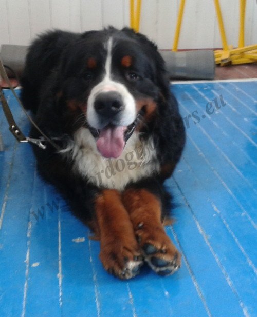 Dog Obedience Training Dog Obedience Training