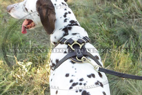 Honden
Tuig op de Hond