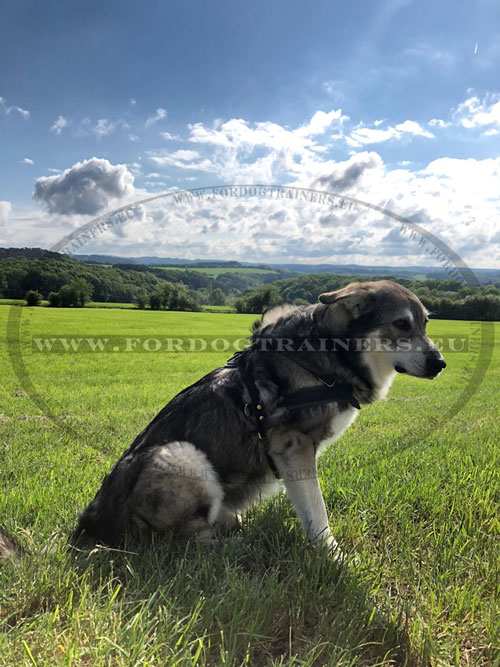 Multifunctional Leather Harness for Australian Shepherd
Training