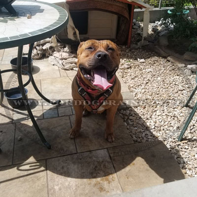 A Good Harness for Pitbulls Activities