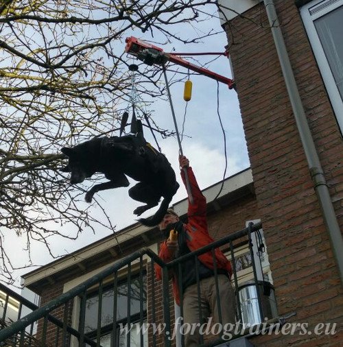 Cane con la pettorina da salvataggio