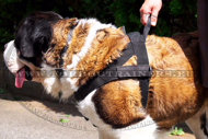 Harnais lger en nylon pour Saint-bernard [H17##1057 Pettorina in nylon da pulling per Saint Bernard]