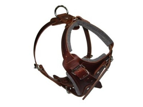 Dark Brown Padded Leather Dog Harness With English / British -  Israel