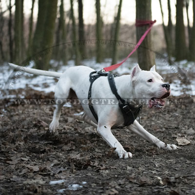 Extra Solid Dog Harness for Dogue