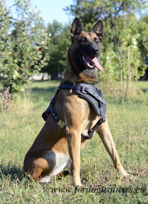 Leather Dog Harness with Nickel-plated Fittings