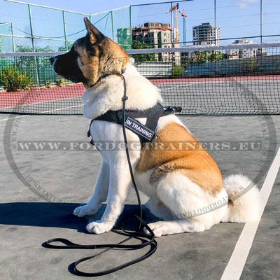 Harness with Identifying Patches for Akita