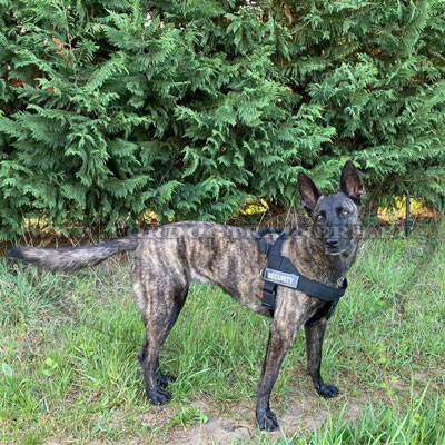Dog Harness with Velcro Patches Dutch Shepherd