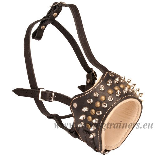 Head Collar
with Spikes and Studs