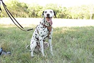 Lange Lederen Lijn voor Dalmatier