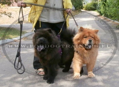 Braided Leather Leash for Dogs Chow-chow