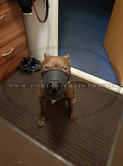 Best Muzzle for English Bull Terrier Closed Type
