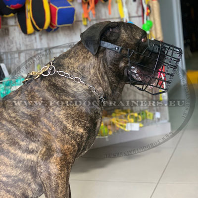 Bullmastiff Muzzle with Adjustable Straps