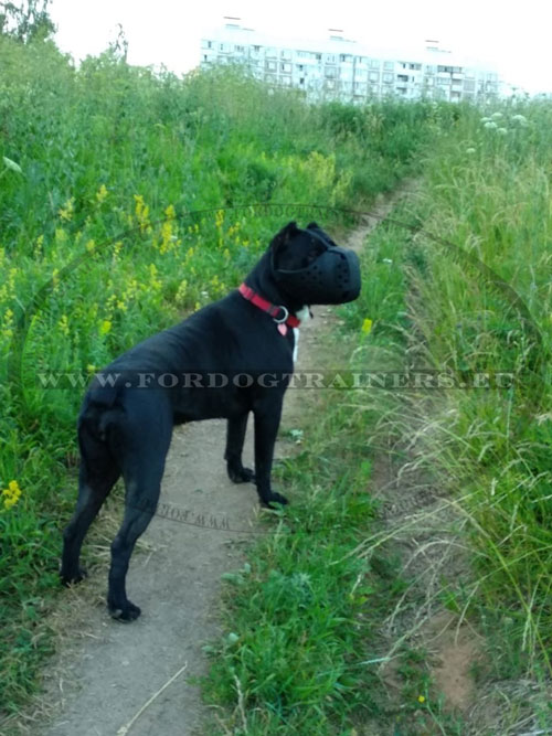 Agitation Training Dog Muzzle for Cane Corso