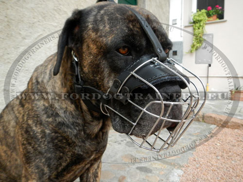 Cage Muzzle Nickel-plated Steel for Cane Corso