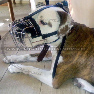 Amstaff Basket Muzzle Handmade for Training