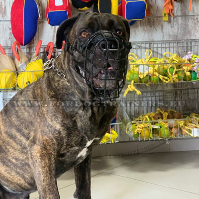 XXL Dog Muzzle Bullmastiff