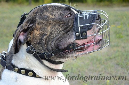 Bulldog Muzzles Online