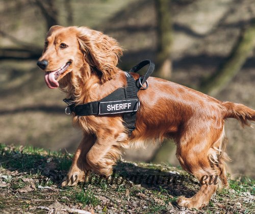 Training Harness with Logos