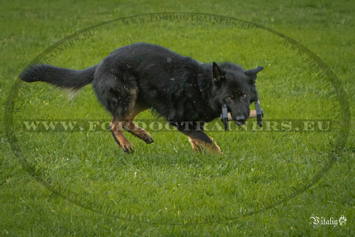 Wooden Dumbbell for Dog Training