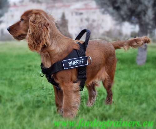 Dog Training Nylon Harness