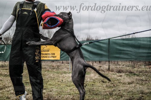 Broeken voor Hond Training